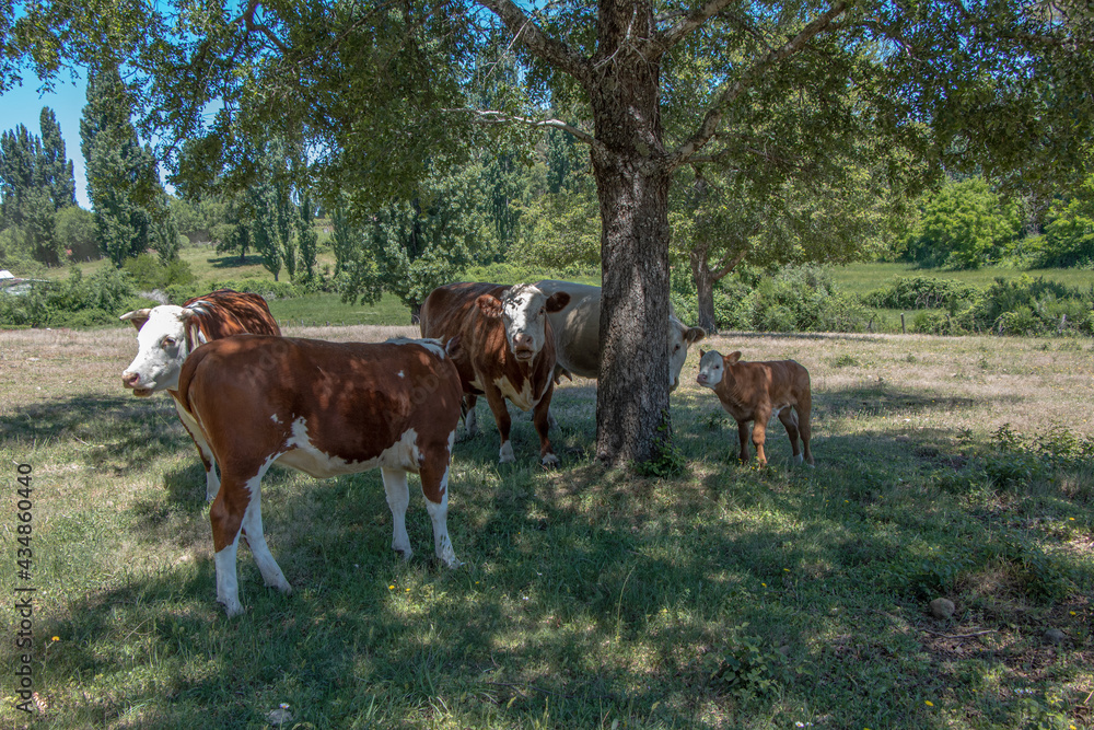 cattle in southern Chile cattle in southern Chile