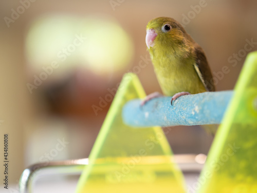 Selective of bird parrot parakeet forpus olive color stand on toy branch. Pattotlets