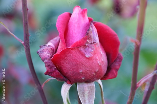 Una rosa malata con bolle ed escrescenze sui petali. Illustrazione per fitofarmaci antiparassitari e rimedi naturali o biologici photo
