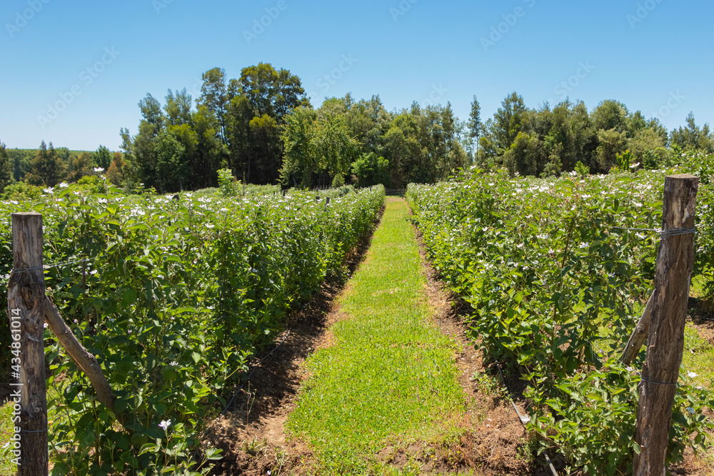 raspberry plantation in southern Chile, Plantacion de frambuezas en el sur de Chile