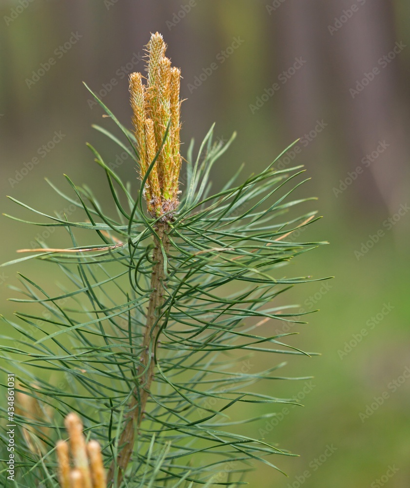 A close up selective focus image of a young blooming pine cone and needles