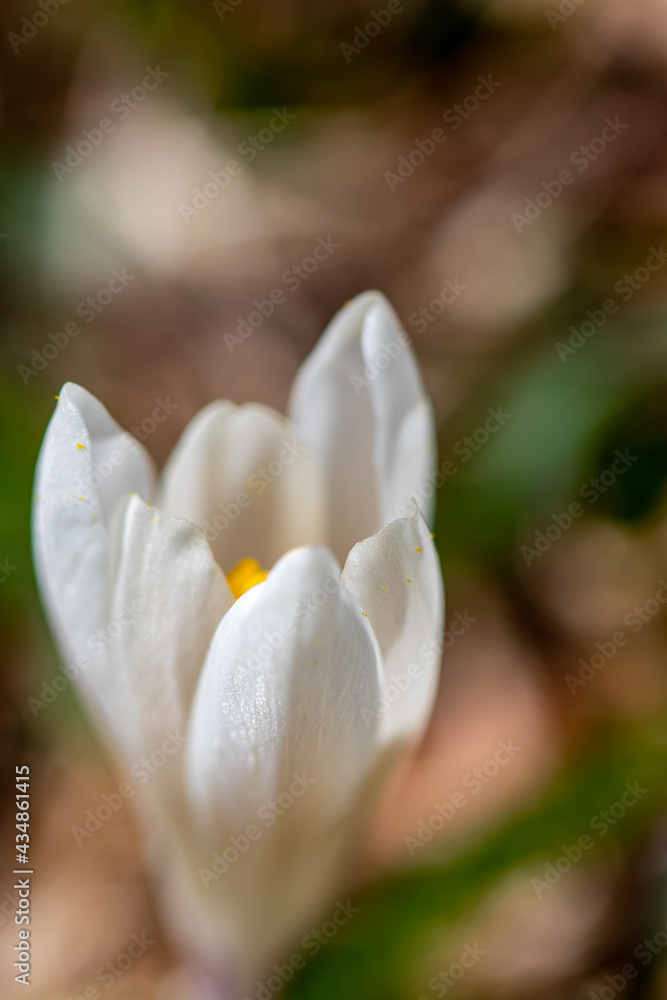 Fototapeta premium White Crocus plant in the forest, macro 