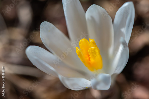 White Crocus plant in the forest, close up	 photo