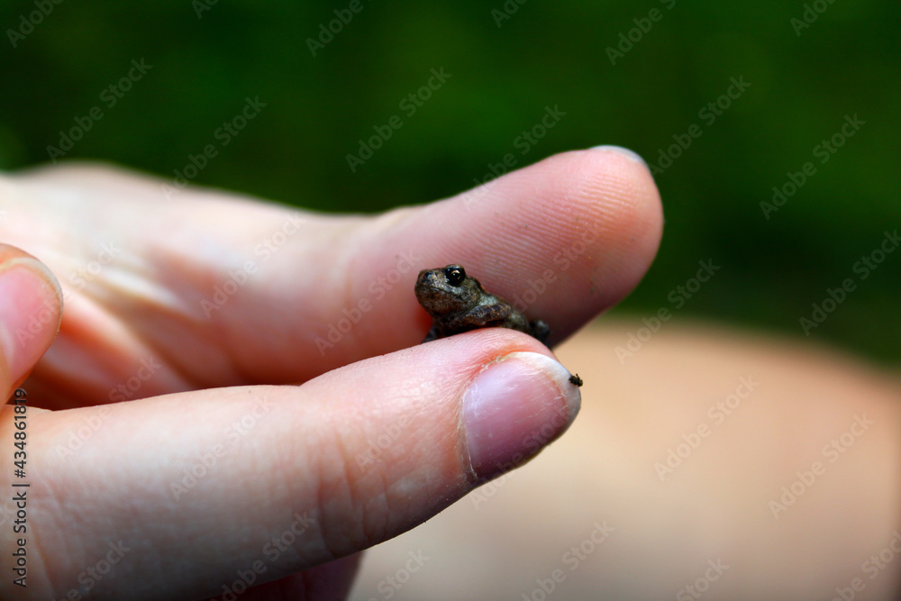 frog on a hand frog on a hand