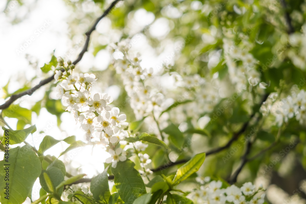 Close-up of cherry flowers. Tender spring concept. Image for cards, banners, posters for the holidays, Mother's Day, International Women's Day, Spring Day Close-up of cherry flowers. Tender spring concept. Image for cards, banners, posters for the holidays, Mother's Day, International Women's Day, Spring Day