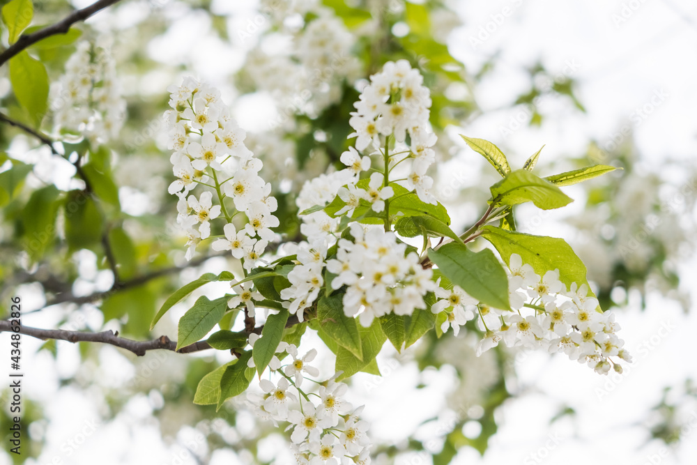 Close-up of cherry flowers. Tender spring concept. Image for cards, banners, posters for the holidays, Mother's Day, International Women's Day, Spring Day Close-up of cherry flowers. Tender spring concept. Image for cards, banners, posters for the holidays, Mother's Day, International Women's Day, Spring Day