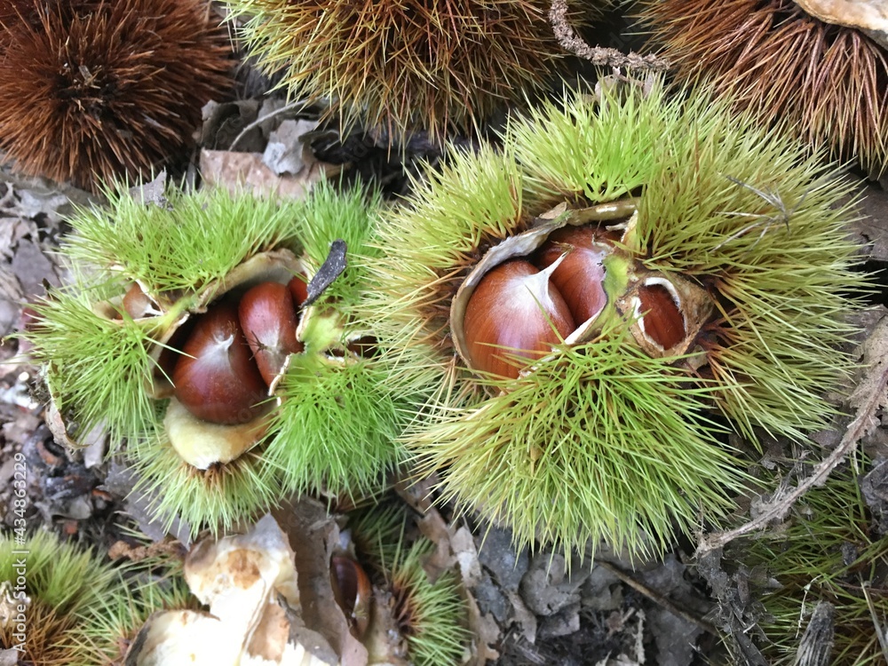 Kastanien im Herbst Kastanien im Herbst