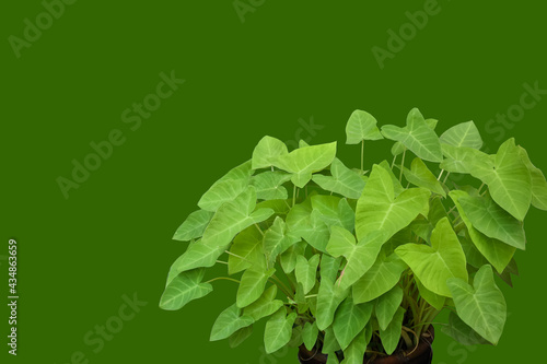 Isolated colocasia esculenta or aquatilis hassk with clipping paths. photo