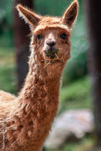 Alpaca en la hierba