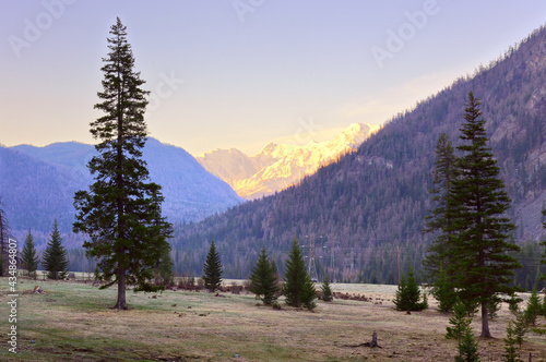 The North-Chui range in the Altai Mountains. Tall fir trees in the valley of the Chuya River, snow-capped mountains in the distance. Pure Nature of Siberia, Russia