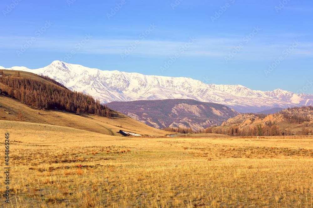 The North-Chui range in the Altai Mountains. Kurai steppe in spring, snow-capped mountains in the distance under a blue sky. Pure Nature of Siberia, Russia