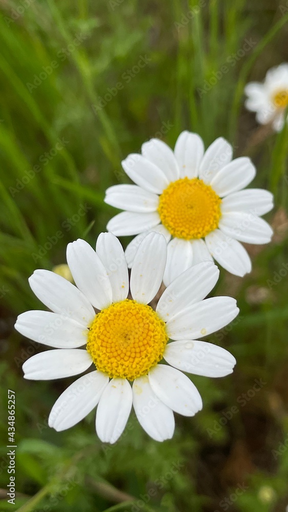 daisy in a garden daisy in a garden