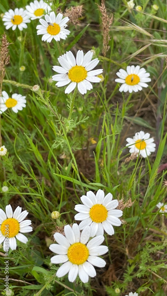 Obraz premium daisies in the grass