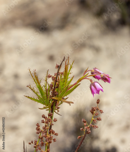 Close-up of a single branch of Roridula dentata with flowers in natural habitat in the Cederberg Mountains in the Western Cape of South Africa photo