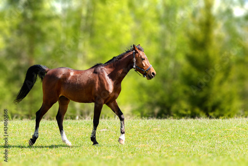 Beautiful horse walking on the field or pasture.Brown Horse Animal Field summer Landscape.Sunny day.Blurred background.