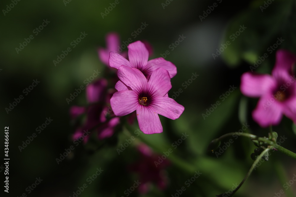 Oxalis articulata in the garden
