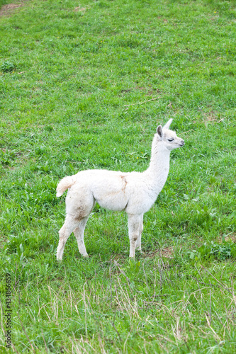 white guanaco baby on green grass