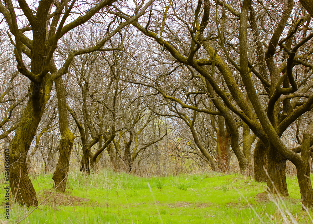A beautiful apple garden with leafless branched trees and green grass in spring. A beautiful apple garden with leafless branched trees and green grass in spring.