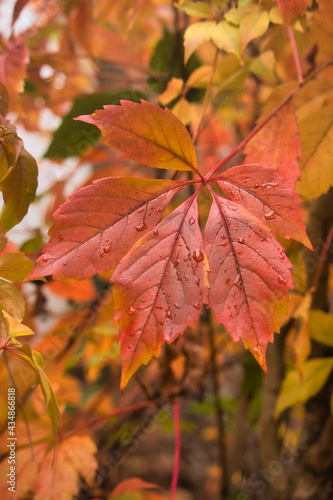 Leaf covered in water changing color in autumn.