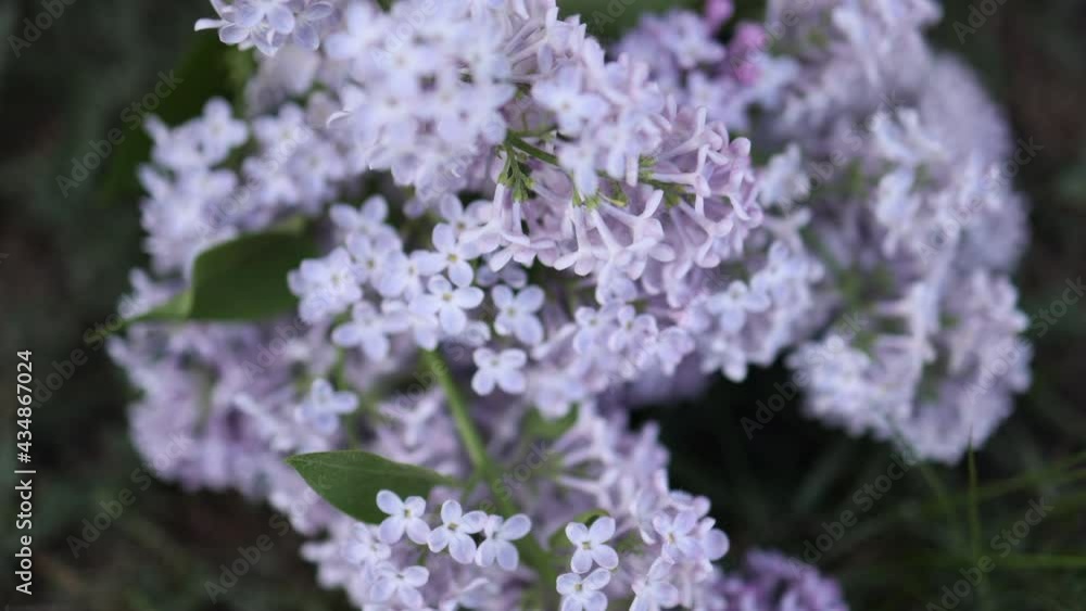 A shrub of blooming lilac close-up. Purple flowers with many petals. Sunny day. Celebration. A shrub of blooming lilac close-up. Purple flowers with many petals. Sunny day. Celebration.