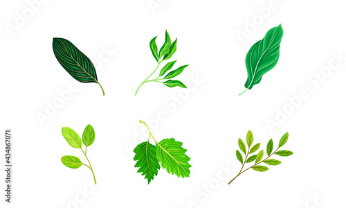 Green Leaves and Foliage with Stem and Veins or Fibers Vector Set