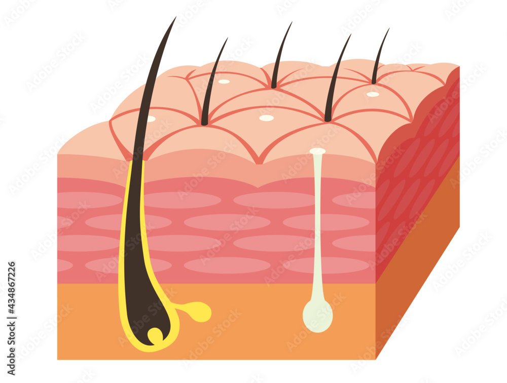 Skin cross section. Pore, epidermis, and sweat glands. Pale colored