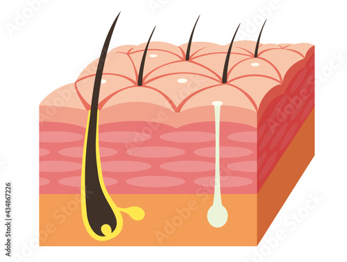 Skin cross section. Pore, epidermis, and sweat glands.  Pale colored illustration in flat cartoon style.