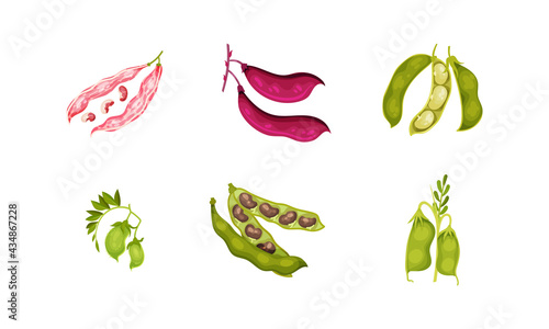 Grain Legumes or Pulse Crop with Pods and Beans Vector Set