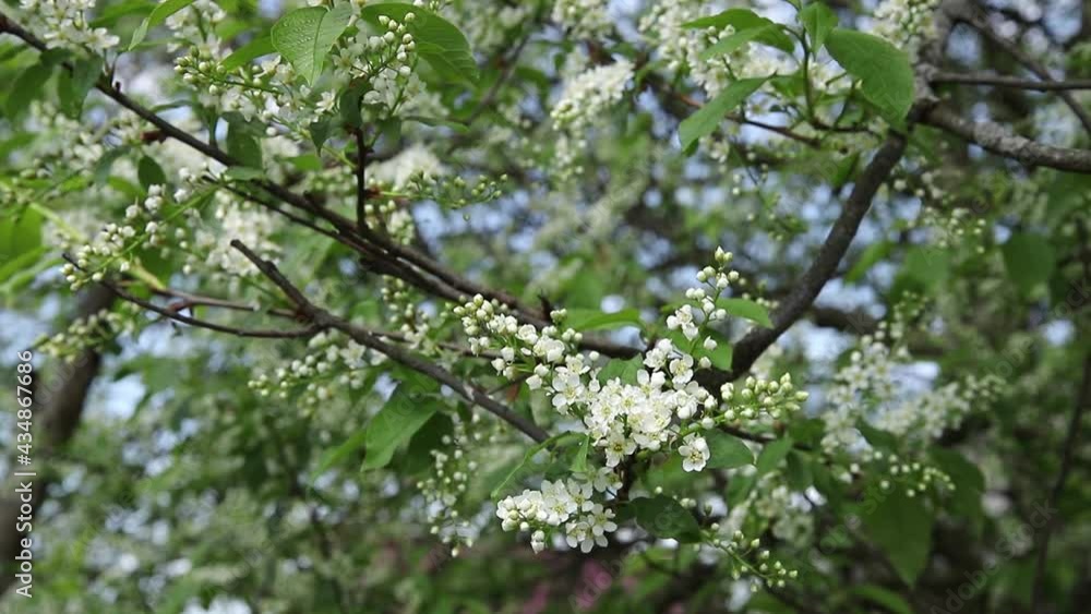 In the spring, the bird cherry blossomed. A beautiful tree with white flowers sways in the wind. Everything is green and fresh. In the spring, the bird cherry blossomed. A beautiful tree with white flowers sways in the wind. Everything is green and fresh.