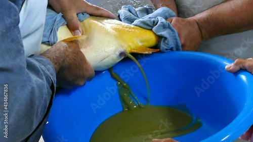 Taking Caviar from a Female Carp ; Taking fish eggs from a female carp for artificial insemination photo