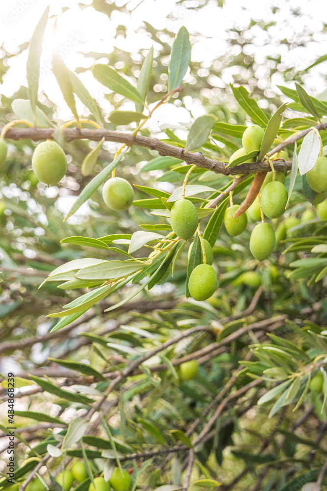 Green olives on a branch. Soft focus on on the fruit of the tree with abstract blured background. Green olives on a branch. Soft focus on on the fruit of the tree with abstract blured background.