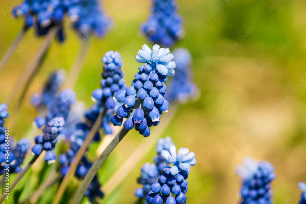 spring blue muscari flowers growing against the background of nature spring blue muscari flowers growing against the background of nature