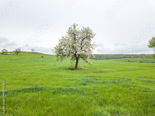 blooming apple tree in a meadow