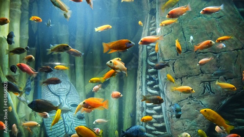 Tropical colorful fish on a coral reef.