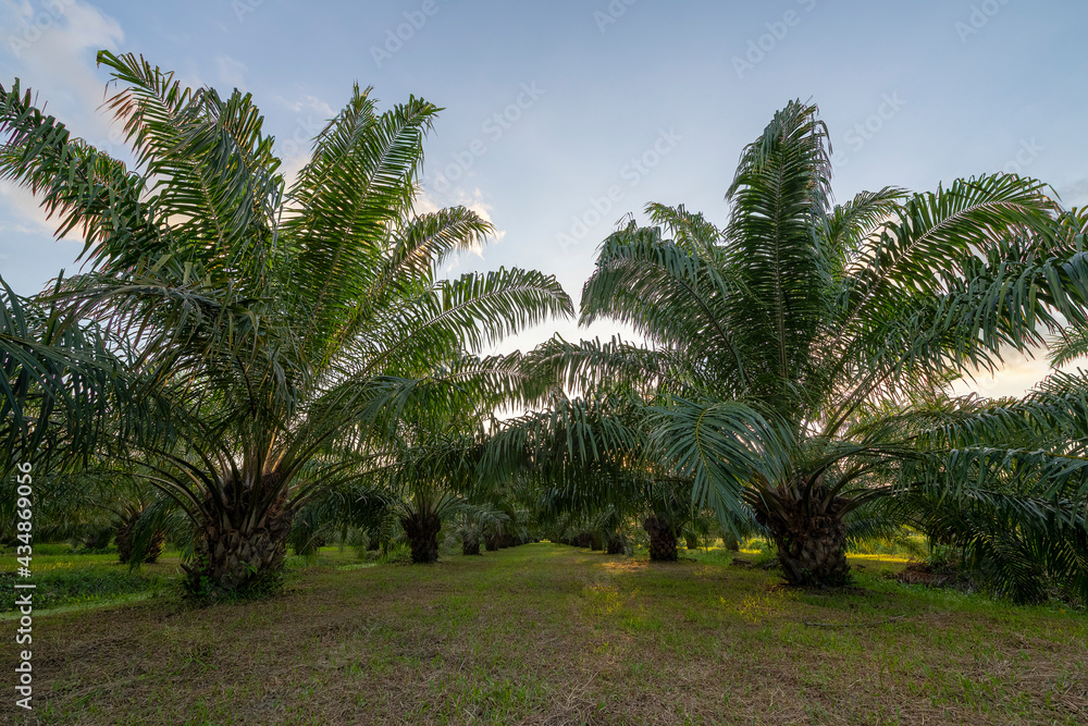 Palm trees in the garden