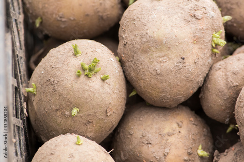 green sprouted potato eyes for better germination  close-up