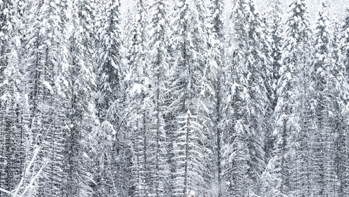 Pine Forest Covered by Thick Snow in Rocky Mountains