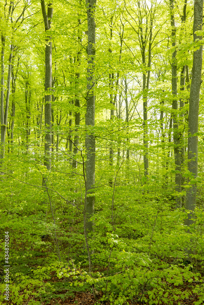 Scenic view of a beech wood landscape in spring