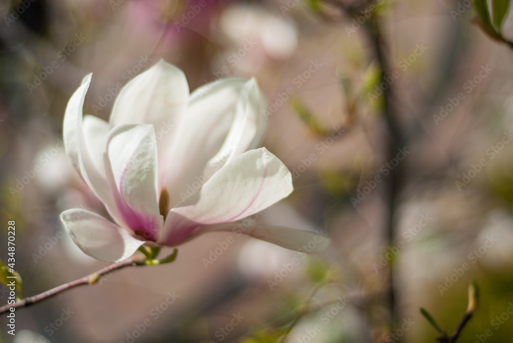 beautiful blooming of white magnolias in the park in the spring.
Shooting is done with a shallow depth of field.