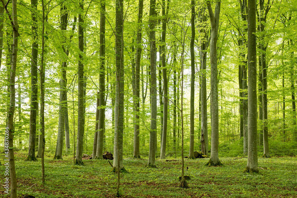Scenic view of a beech wood landscape in spring Scenic view of a beech wood landscape in spring