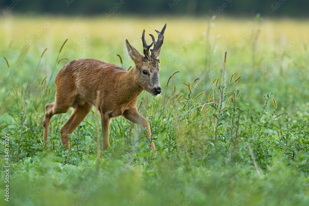 Roe deer, capreolus capreolus, buck walking on growing green meadow in summer nature. Male wild animal with huge massive antlers moving on green field in summertime with copy space.