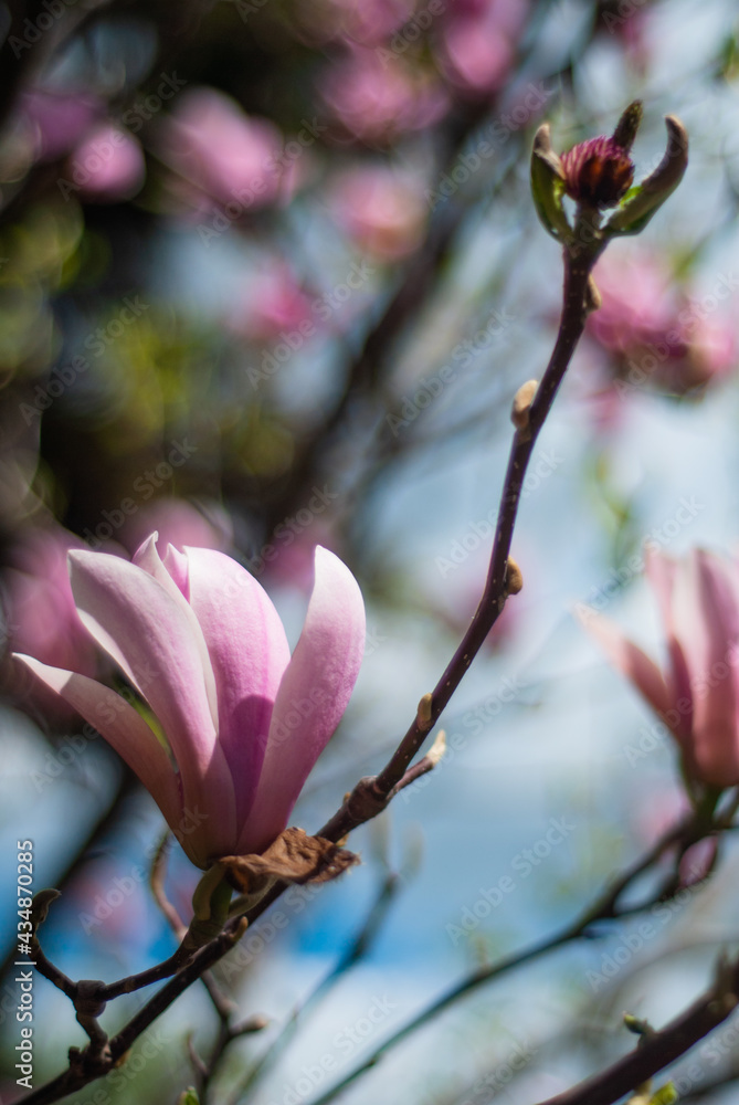 beautiful bloom of pink magnolias in the park in the spring.