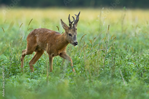 Obraz na płótnie Roe deer, capreolus capreolus, buck walking on growing green meadow in summer nature. Male wild animal with huge massive antlers moving on green field in summertime with copy space. w salonie