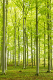 Scenic view of a beech wood landscape in spring