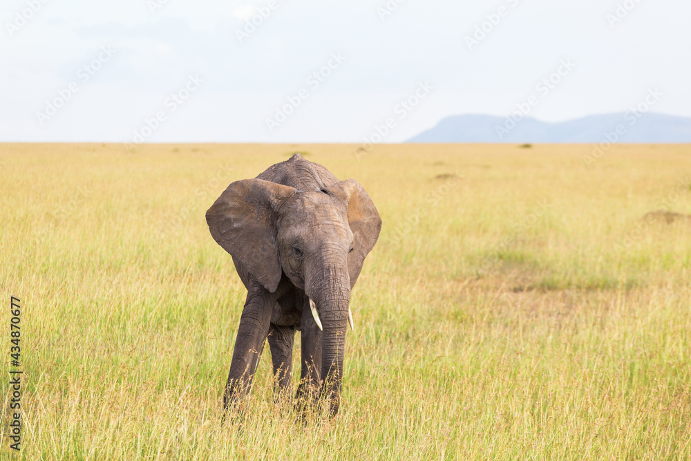 Elephants on the savannah with the horizon