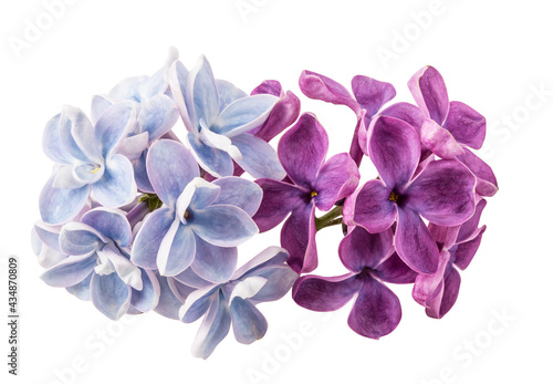 Lilac flover isolated on white background with clipping path