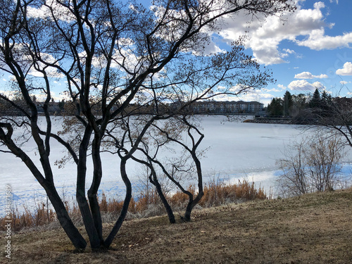 A beautiful tree by a frozen lake © josephine