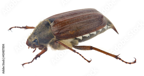 May beetle isolated on white background.