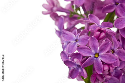 Lilac flowers isolated on white background.