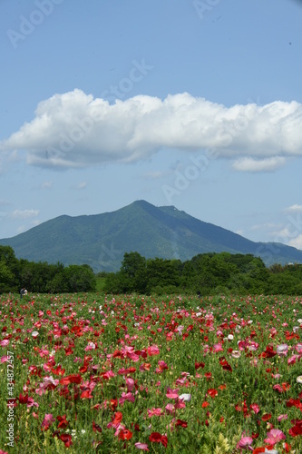 小貝川ふるさと公園 ポピー畑